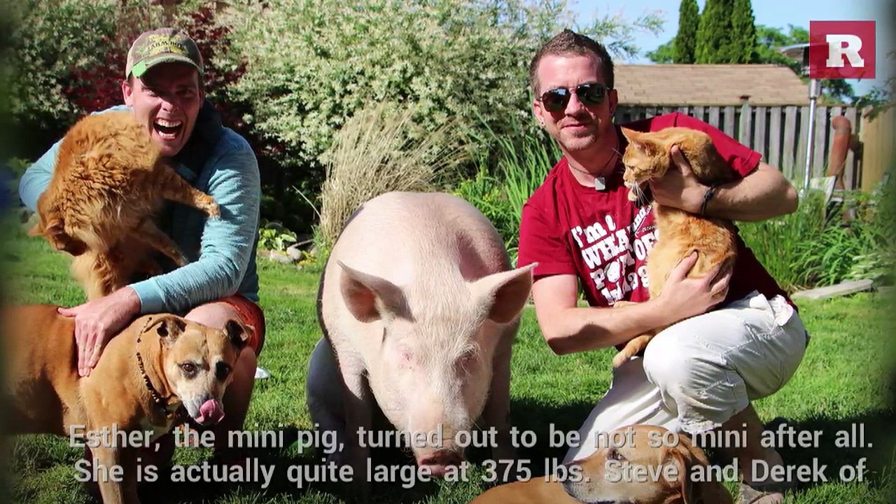 Esther the mini pig is now 375 pounds | Rare Animals