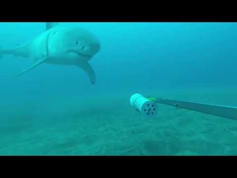 Incredible Footage Shows Great White Shark Playing With Camera