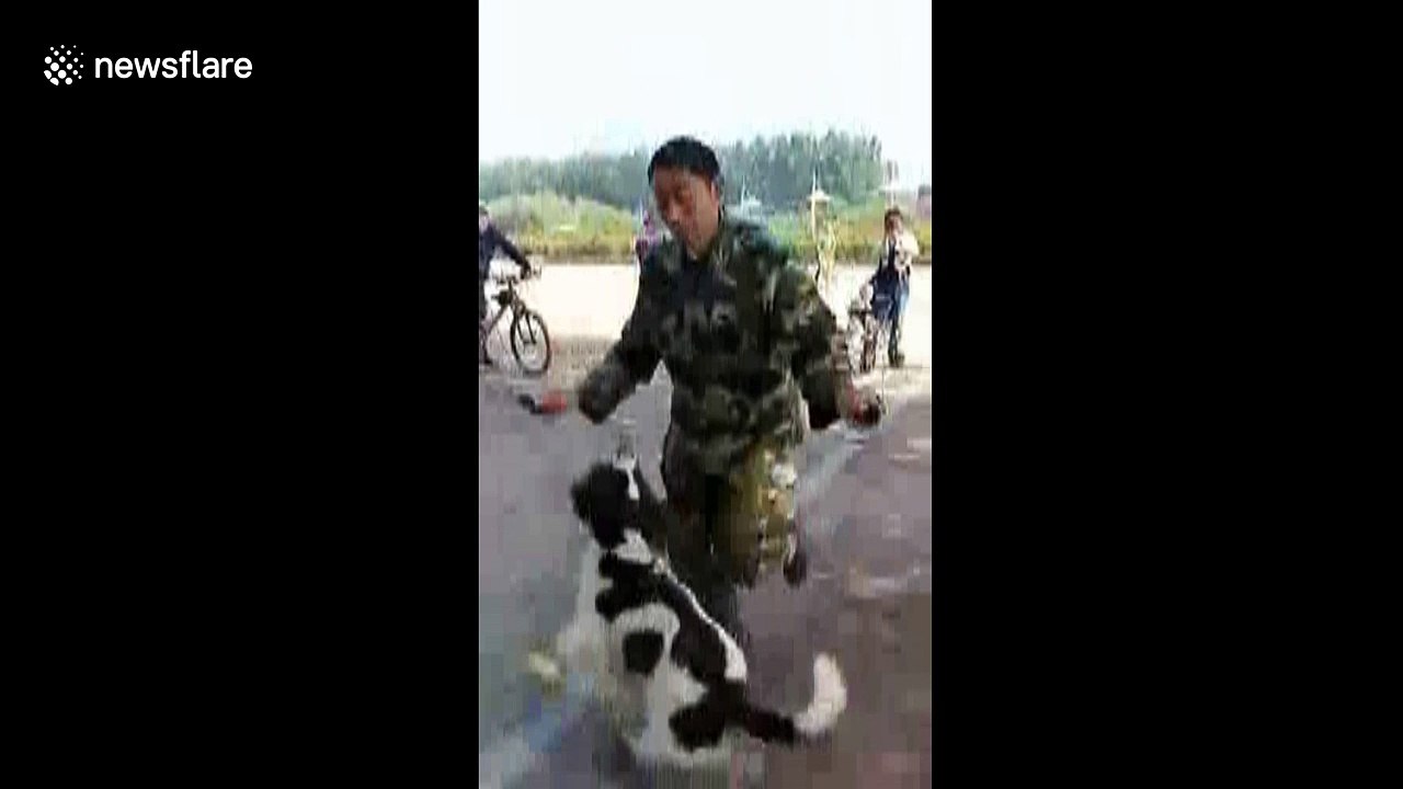 Dogs use skipping rope with owner video Dailymotion