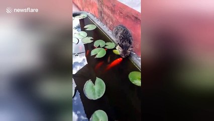 Fish comes to the surface of the water to kiss cat