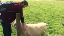 Sheep wags its tail like a dog