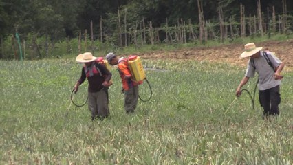 Desmovilizados de las FARC recuperan la vida civil en nuevas poblaciones
