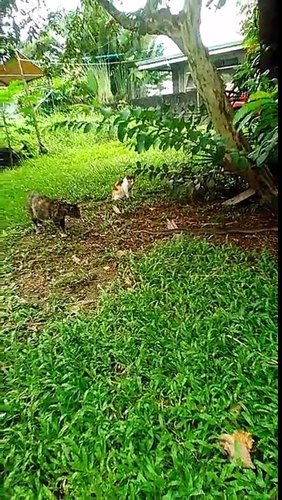 The Snake Escape