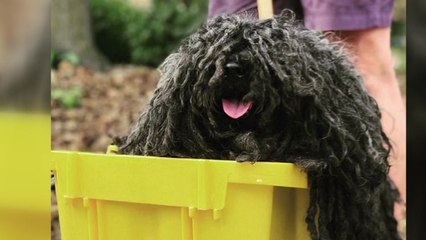 [이브닝] 핼러윈 강아지 축제 승자는 대걸레?! / YTN