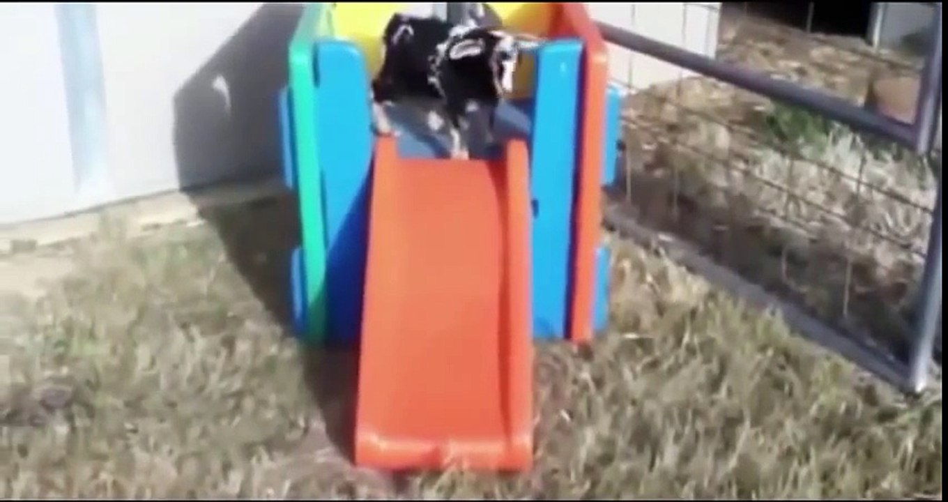 Amazing Best Funny Animals Compilation