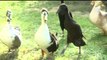 11-Year-Old With Autism Fighting to Keep Therapeutic Pet Ducks