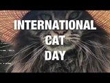 Celebrating Beloved Cats Everywhere