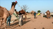 Ouverture de la foire aux chameaux de Pushkar, en Inde