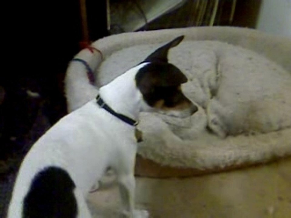 Puppies