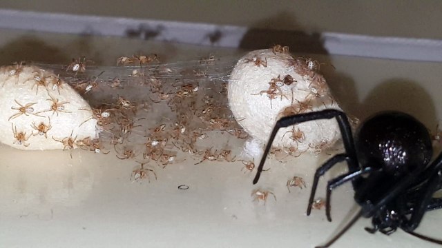 Cette famille a eu une surprise terrifiante : une araignée veuve noire et ses petits piégés sur un piège à fourmis