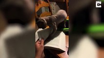 What a cat-astrophe! Cat refuses to let owner study by attacking her book