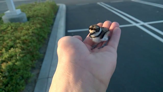 Il sauve un bébé oiseau et le remmène à sa mère... Adorable et émouvant