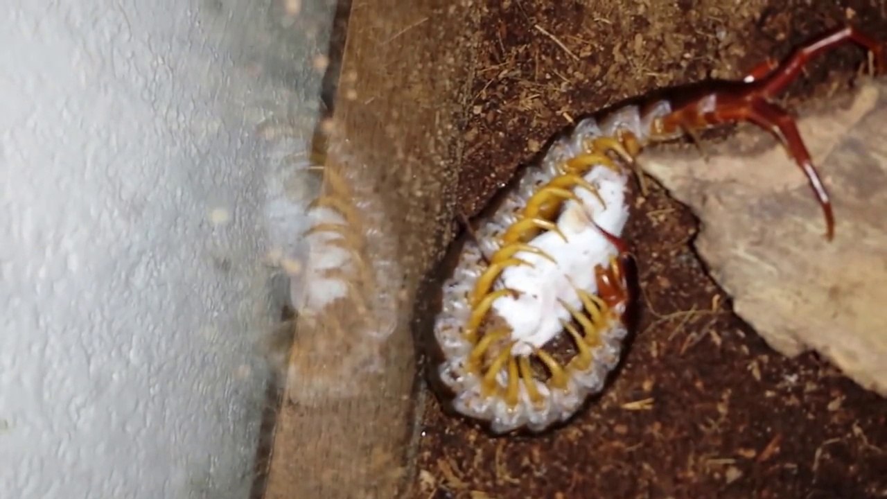 Ce mille-pattes géant dévore une souris... Natu...