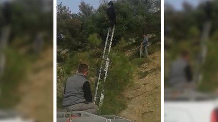 Bizarre- Chèvre coincé dans un droit étrange!!