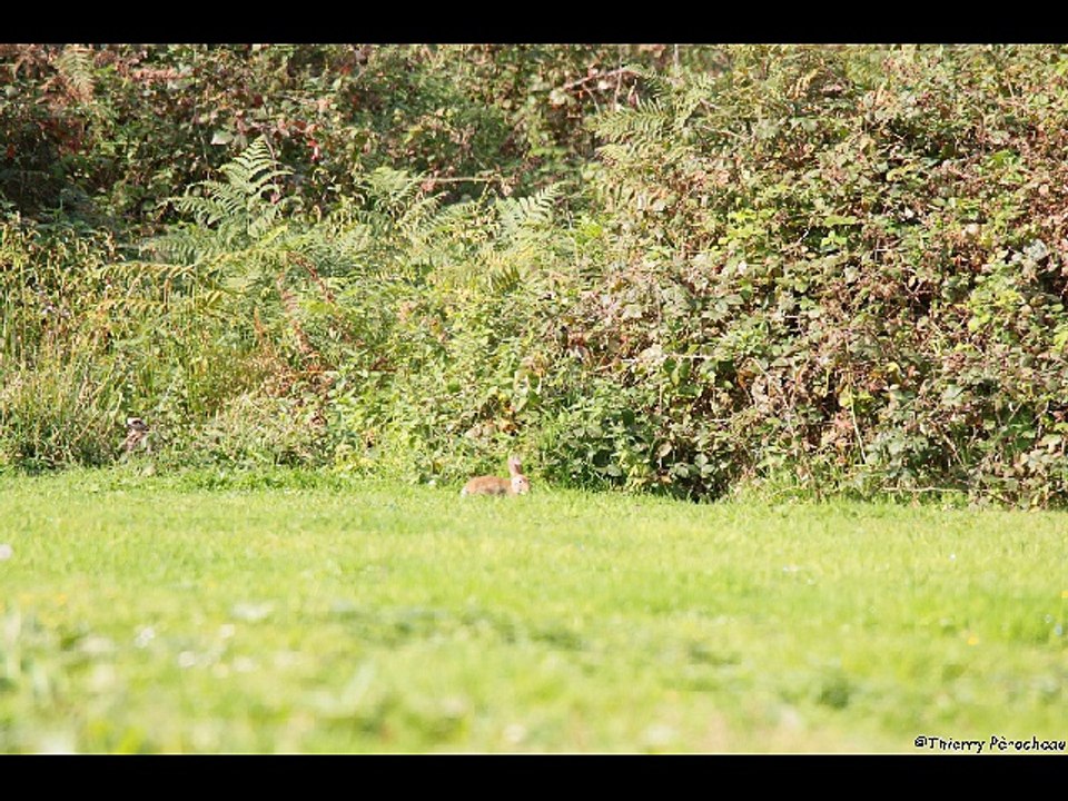 Vidéo ouverture de chasse MACHY septembre 2017