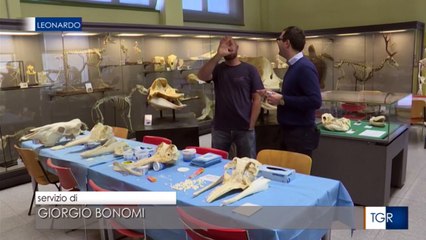 Capodogli spiaggiati sul Gargano studiati a Padova