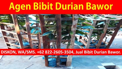 OBRAL, WA +62 822-2605-3504, Bibit Durian Montong.