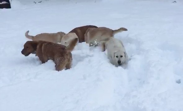 Record 21 Inches of Snow Falls in British Columbia