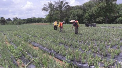 Excombatientes de las FARC recuperan la vida civil en nuevas poblaciones