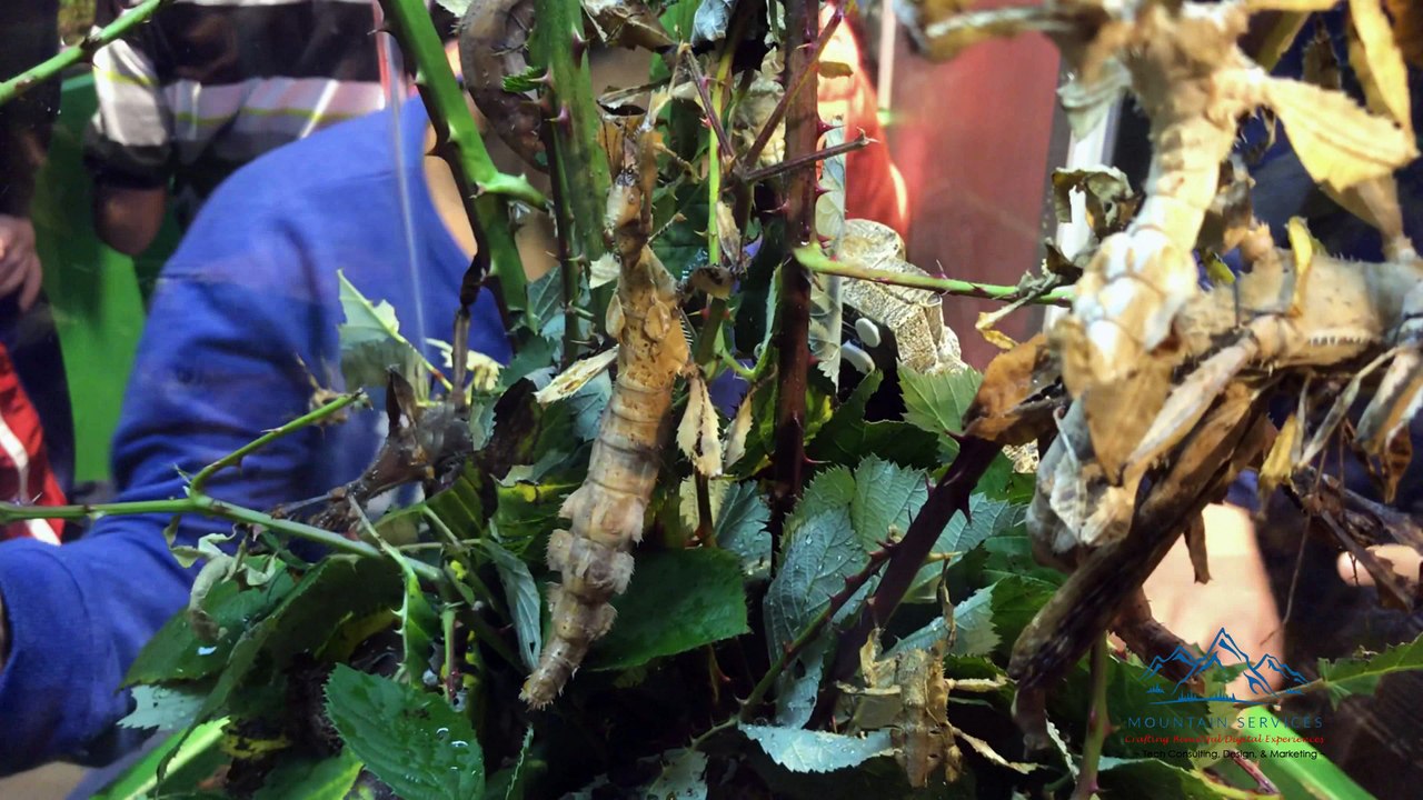 Mountain Services and Denver Butterfly Pavilion - Adventures Never End