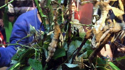 Mountain Services and Denver Butterfly Pavilion - Adventures Never End