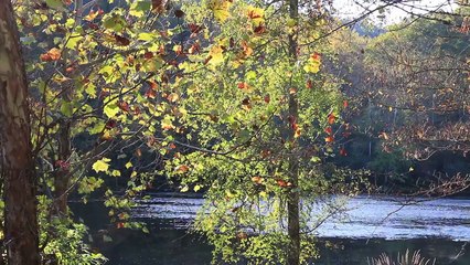 Honda Element Modular Camper System