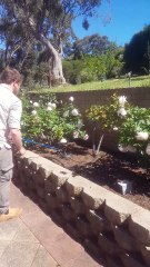 Snakes Getting It On