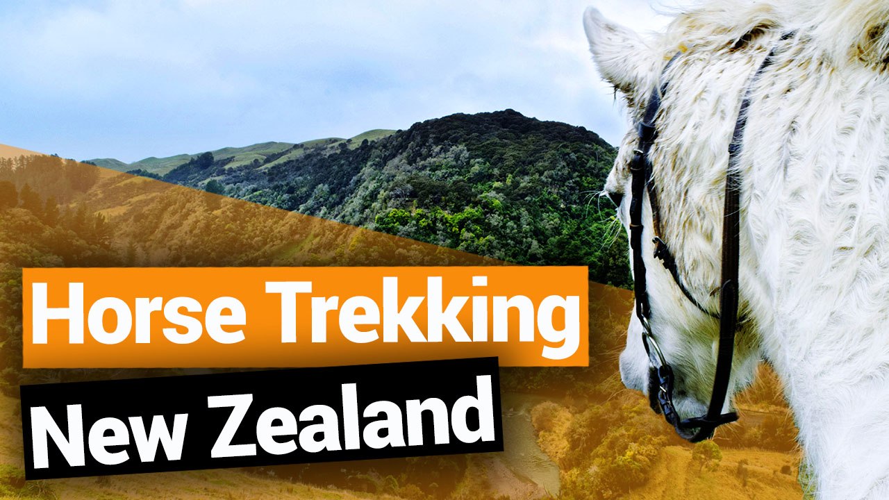 Horse Trekking in Manawatu - New Zealand's Biggest Gap Year – Backpacker Guide New Zealand