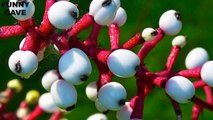 5 Plants That Could Kill You-BrisHxJzYYc
