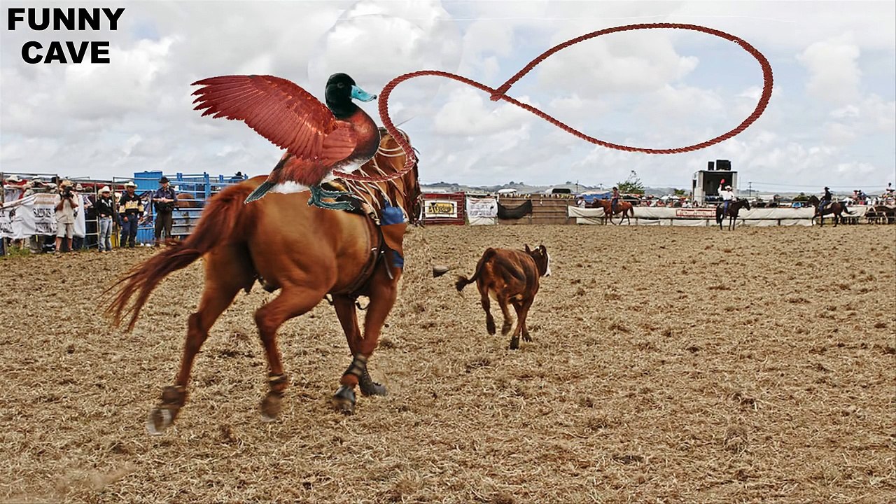 5 Strange Animal Mating Rituals (Part 2)-_dmGNe1aipw - video Dailymotion