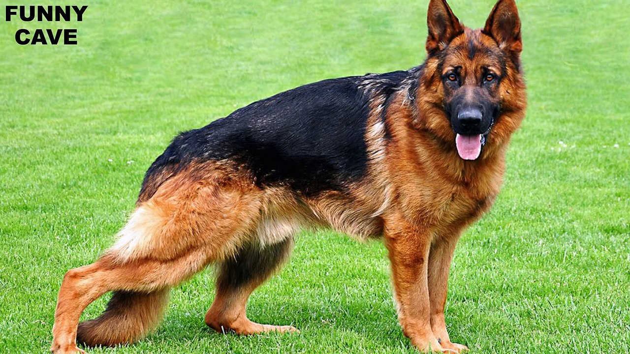 8 Amazing Hybrid Animals You Won’t Believe Exist-E2EJSD1inYM