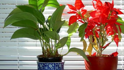 BURGLAR TANGLED UP IN BLINDS! - 1080p - FunnyCave-TQcjBNtAemw