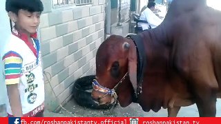 Qurbani Cow Smash the Boy Very Funny Video