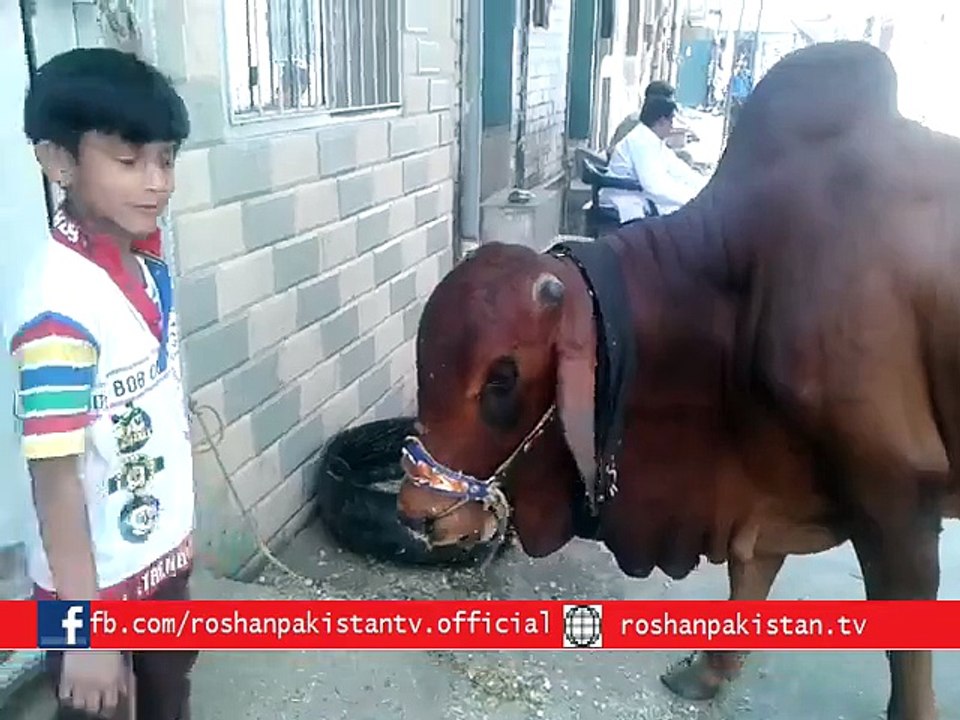 Qurbani Cow Smash the Boy Very Funny Video
