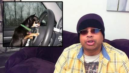 Chihuahua Driver Hits Woman!!!-JIqiq1ATcms