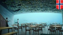Makan malam bawah laut, Norwegia berencana membuat restoran bawah laut pertama di Eropa - TomoNews