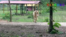 Horse Garden _ Bangabandhu Safari Park, Gazipur, Bangladesh _ Safari Park Horse Garden-ZeXIXpq9qXw