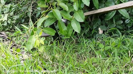 Amazing Brave Sister And Brother Catch Big Cobra While Finding Mouse in The Rice Fields