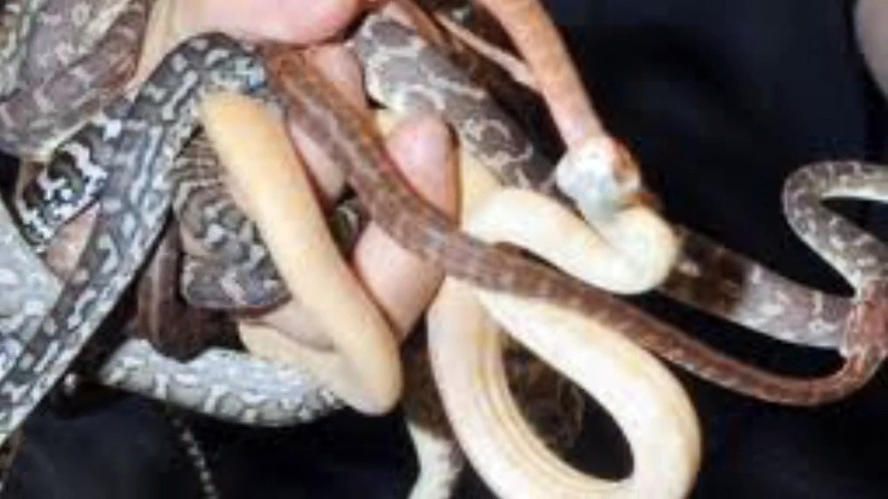 SMUGGLING SNAKES IN UNDERWEAR!-_HK7ykhzk7g