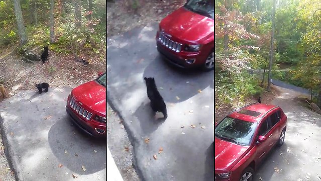 Des oursons devant chez lui