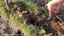 Wow! Little Sisters Catch Two Big Snakes While Digging Hole Near Their House