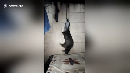 Otter spins round while hanging by his teeth