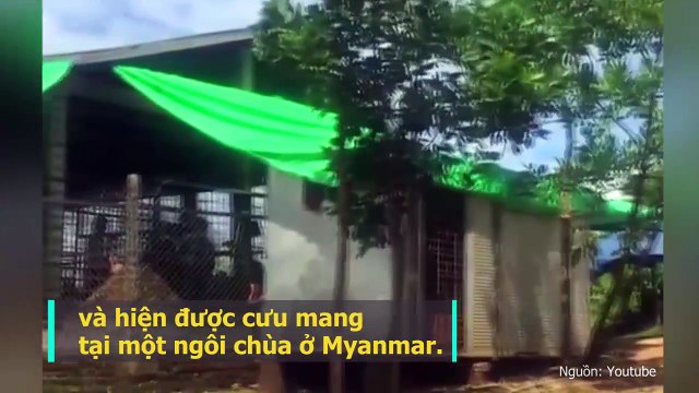 Phẫu thuật thành công, chú gấu lưỡi to đột biến đang dần hồi phục