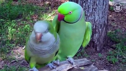 Super Vocal Birds | Funny Bird Video Compilation 2017