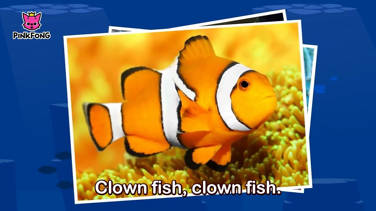 Clown Fish, Bluetang _ Tropical Fish _ Animal Songs _ Pinkfong Songs for Children-vRHr3XMB03I