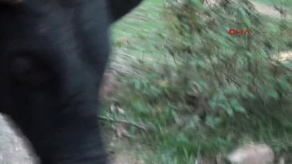 Artvin Boğa Güreşleri Organizatörü Gülseçgin Boğa Güreşlerini Tüm Türkiye'ye Yaymak İstiyoruz