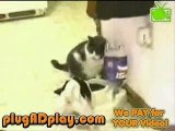 Gatto contro cane