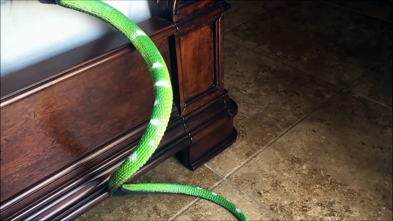 Scorpion and Snake Toys!! Innovation Big Bed Bugs & Reptile Kids Toys-1RUX84FavAM