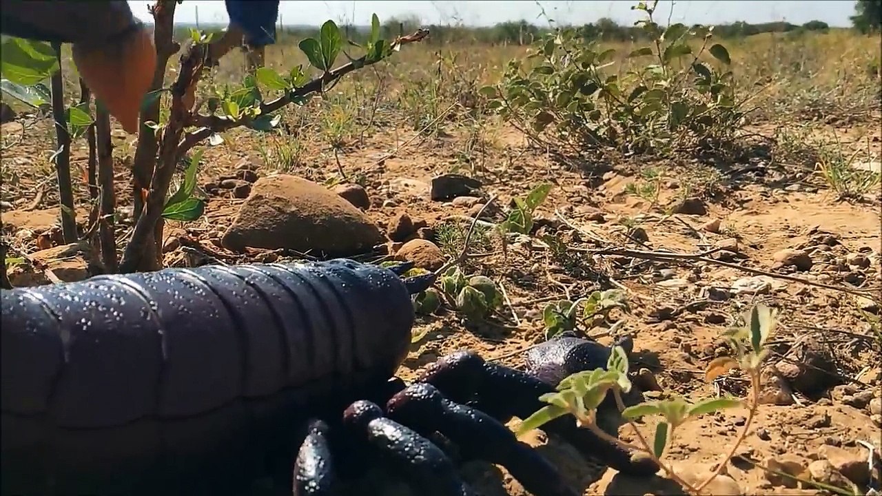 Big Scorpion Attacks Toddler! Real Life Insect Toys Innovation Scorpion-kZ_woVqB3Og