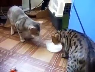 Cat's Milk distributions Amazing video